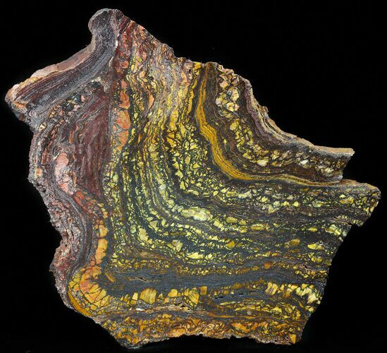 Polished Tiger Iron Stromatolite - ( Billion Years) #41080